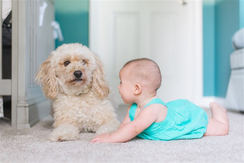 תינוק משחק עם כלב